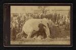 Photograph: Jumbo dead on the tracks from the Schneider Collection