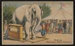 Trade cards: Set of three trade cards featuring Barnum's White Elephant by Fairbank and Company
