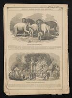 Newspaper: Gleason's Drawing Room Companion featuring Barnum's Herd of Elephants at the American Museum