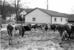 005 Mountain Spring Farm - cows