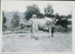 Young Woman With Cows