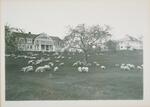 Sheep Grazing On Front Lawn, Connecticut Agricultural College