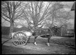 Daisy and cart and foal