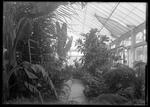 Interior, greenhouse