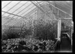 Interior, greenhouse