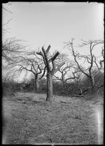 Apples [Group of leafless apple trees]