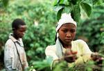 Child Laborers Pick Coffee On A Coffee Plantation