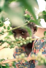 Child Laborer Picks Coffee On At The Misarara Estate Coffee Plantation