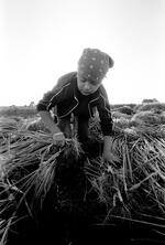 Migrant Children Harvest Onions In Mexicali, Mexico