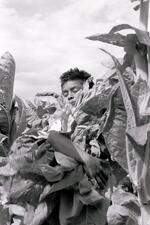 Child Laborer In The Tobacco Fields