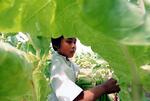 Huichole Boy Harvests Tobacco In Nayarit, Mexico