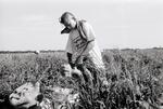 Young American Migrant Farm Worker Picking Onions