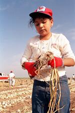 Young American Migrant Farm Worker Picking Onions