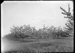 Apples [Trees in field]