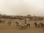 Goats wander along the outskirts of a camp for internally displaced persons (IDPs) along the border of Chad and Darfur