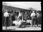 4-H, Sheep and Cattle Show