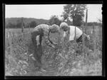 Tying Up Tomatoes, Milford Labor Camp