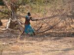 Nuba woman gathers firewood in Sudan