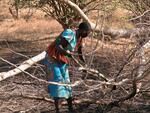 Nuba woman gathers firewood