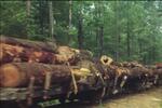 Swamp logging, Longleaf Pine, Southern United States