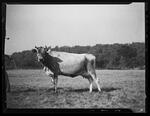 4-H, Champion Cow Stonington Fair