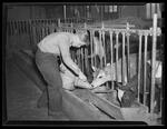 Victory Farm Volunteers (VFV), Teaching calf to drink