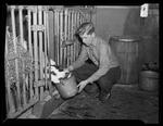 Victory Farm Volunteers (VFV), Teaching calf to drink
