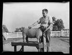 4-H, Young Man with Sheep