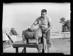 4-H, Young Man with Sheep