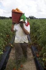 Victor Huapilla Carrying Tomatoes
