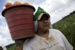 Victor Huapilla Lifting Tomato Bucket