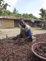 Boy Picking Fermented Cocoa Beans