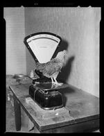Poultry test feeding