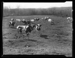 Cows at Buell's Farm, Plainfield, Connecticut