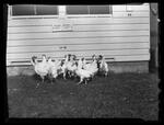 Poultry test hens