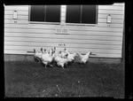 Poultry test hens