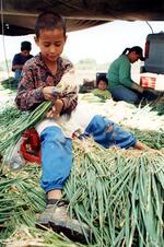 Migrants Work As A Family Unit Harvesting Onions