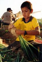 Boy And Father Work As A Family Unit Harvesting Onions