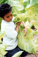 Huichole Boy Harvests Tobacco Leaves