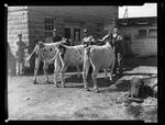 Heifers at Buell's farm