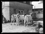 Heifers at Buell's farm