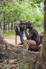 Rubber Tappers Resting A Collecting Station