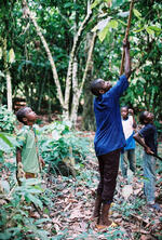 Issouf Sawadogo Harvests A Cocoa Pod
