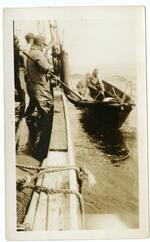 Crew members of the Doris M. Hawes hauling swordfish onto the schooner