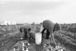 Migrant Laborers Picking Onions