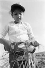 Young Migrant Worker Cleans Onions After Picking