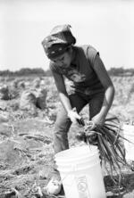 Migrant Laborer Harvests Onions