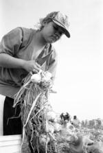 Thirteen year old American migrant worker cuts onions instead of going to school