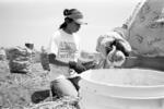Migrant Laborers Pick Onions