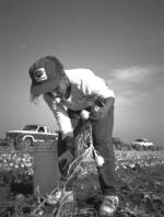 Young Migrant Laborer Harvests Onions
